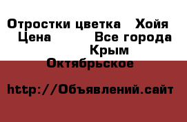 Отростки цветка  “Хойя“ › Цена ­ 300 - Все города  »    . Крым,Октябрьское